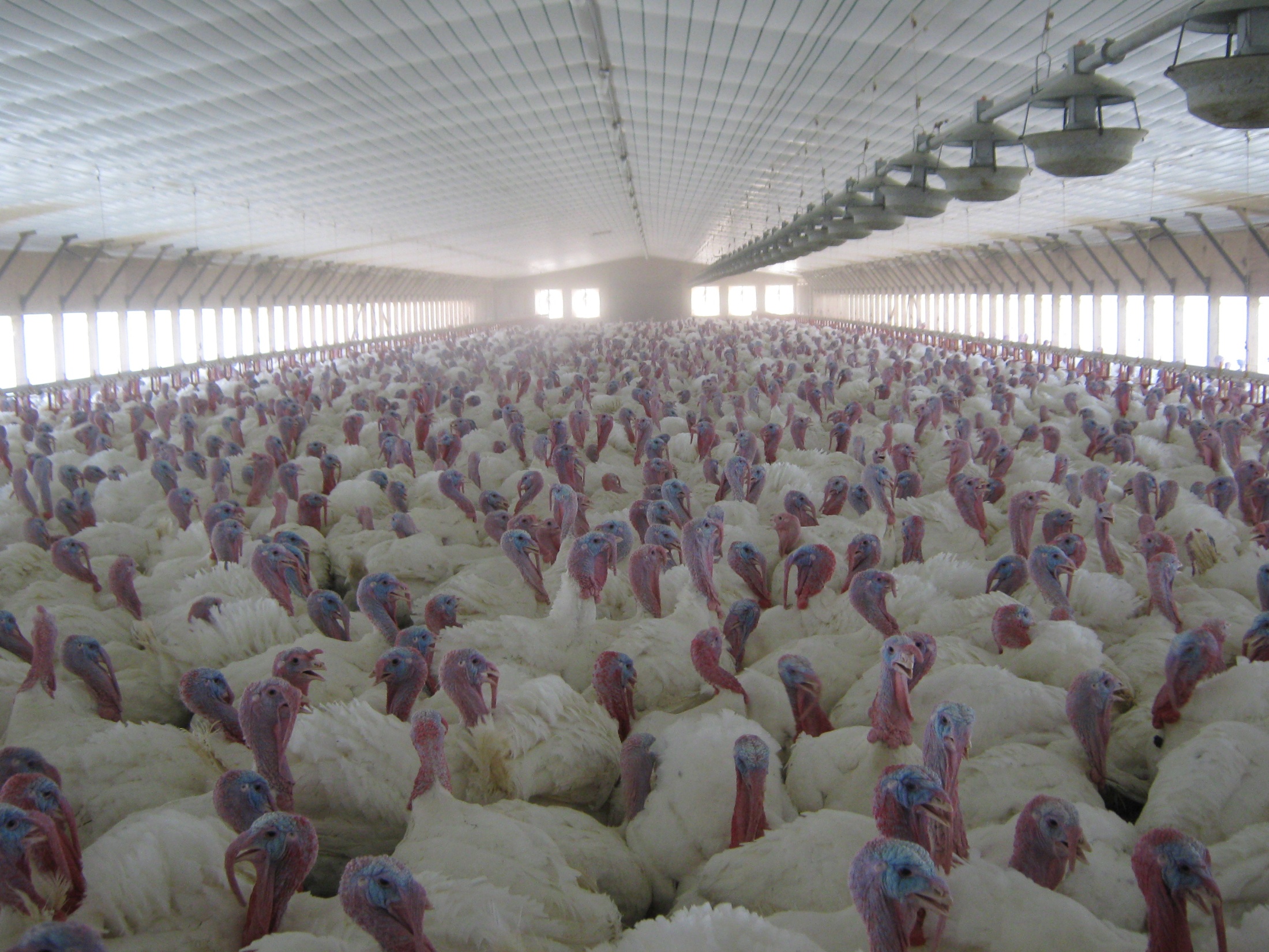 Turkeys in a commercial poultry house. Turkeys in a commecial poultry house.