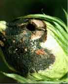 Bollworm damaged boll Photo showing damage to a Cotton boll caused by a Bollworm