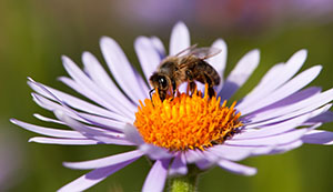 honeybee on a flower honeybee on a blue daisy-like flower