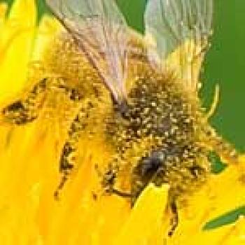 Honey Bee Branched setae Golden honey bee with transparent gold wings has its Branched setae covered with yellow pollen from the yellow flower the bee is sitting in.