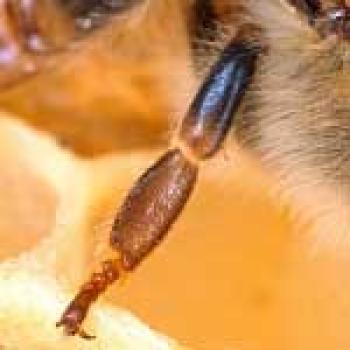 Honey Bee legs Upclose picture of a honey bee leg with 3 segments