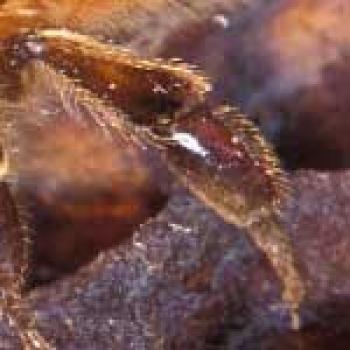 Honey Bee Pollen basket Upclose picture of pollen basket section of a bee's leg.