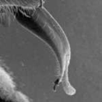 Honey Bee Proboscis An upclose gray & white picture of a bee Proboscis or tongue.