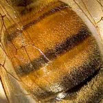 Honey Bee Warning colors Upclose picture of the warning colors that are the wider light brown strips with narrow dark brown strips on the body of the bee