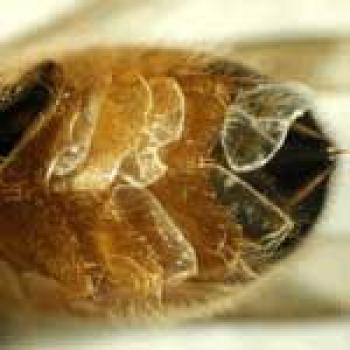 Honey Bee wax glands Upclose picture of honey bee wax glands located on the underside toward the stinger; they look like golden colored corn flake cereal that has been put in about 4 layers.