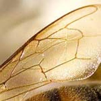 Honey Bee Wing Upclose picture of a golden wing with darker strands of gold that look a lot like blood vessels running throughout the wing
